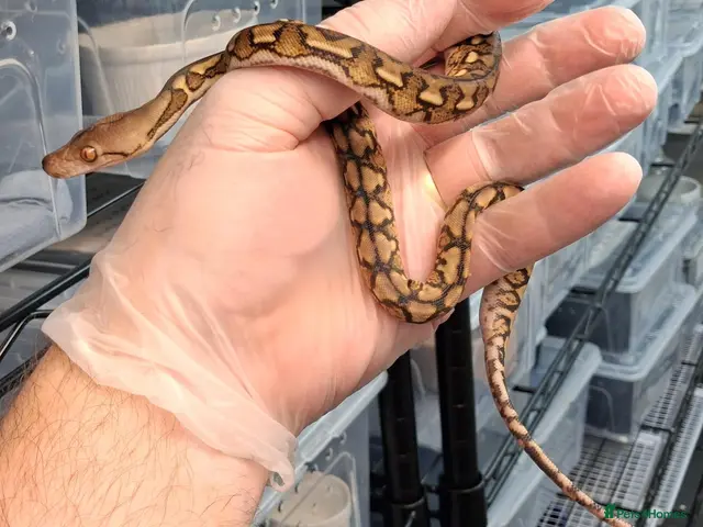 Python Snake reptiles for sale: Malayopython's Dwarf - Super Dwarfs - Advert 1