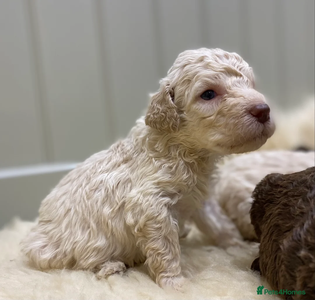 Lagotto Romagnolo dogs for sale: Lagotto romagnolo Puppies  - Advert 29