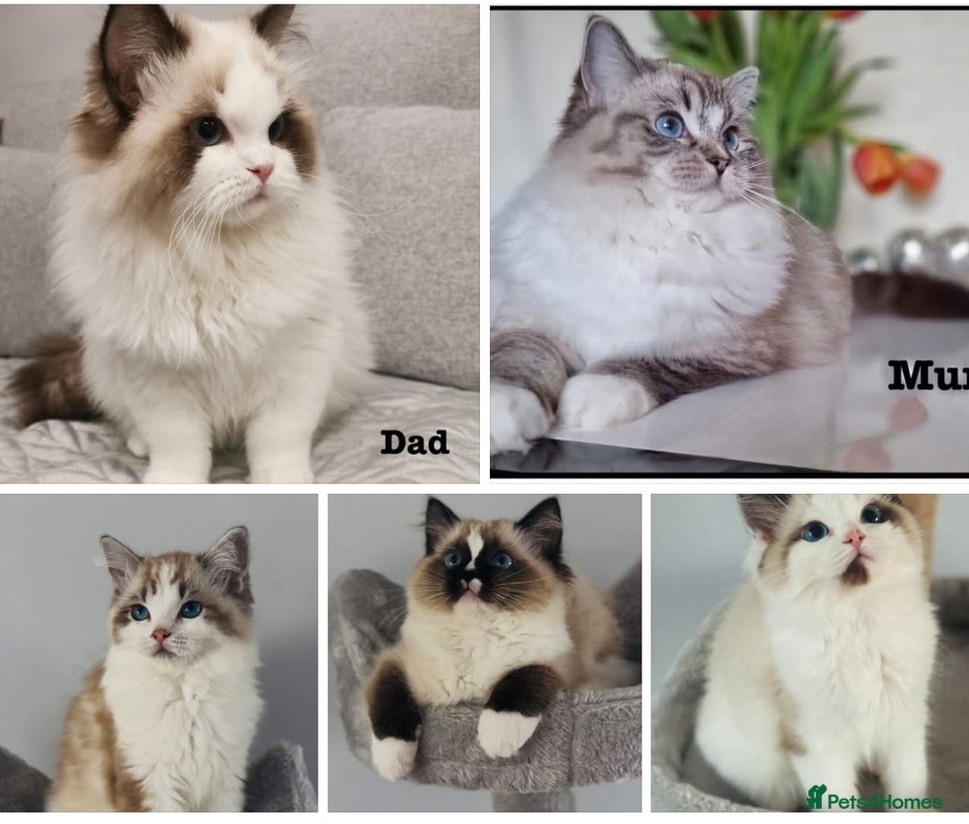 Ragdoll cats for sale: Champion blood,full pedigree Ragdoll kittens in Aylesbury - Image 1