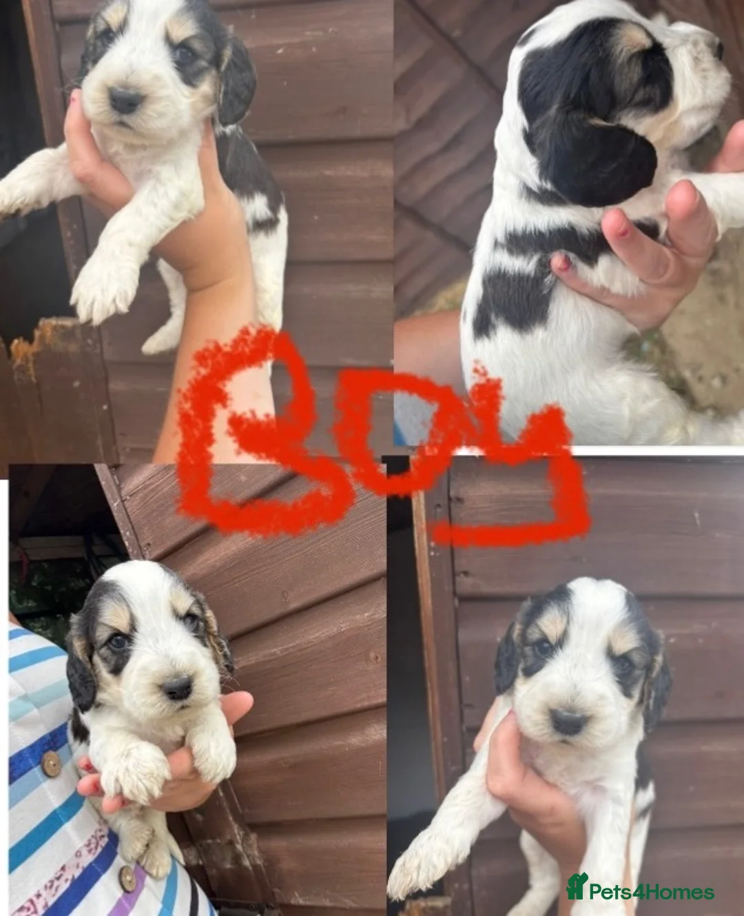 Cockapoo dogs for sale: Cockapoo puppies  - Advert 2