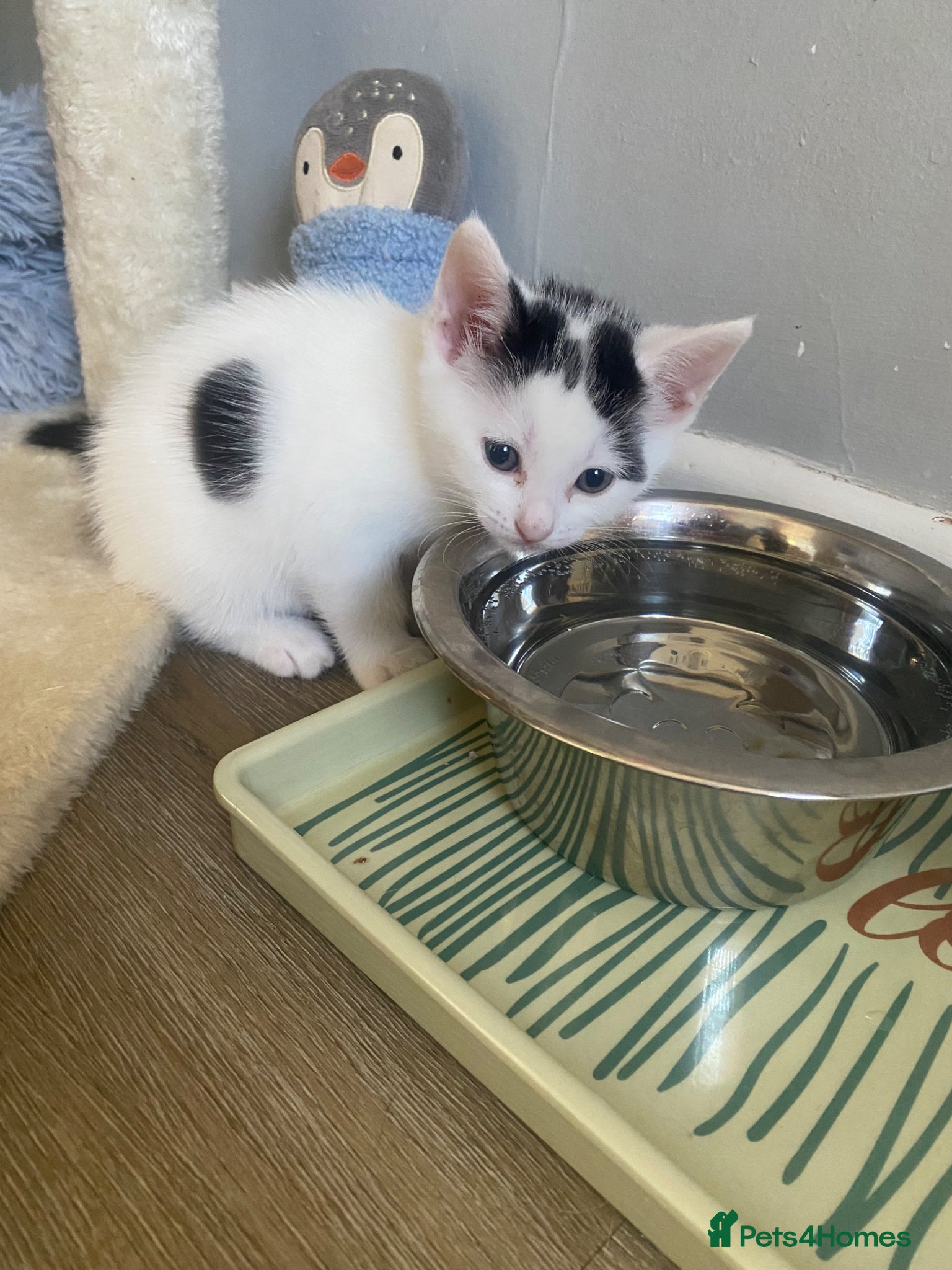 Mixed Breed cats for sale: Mixed breed female kittens - Advert 3