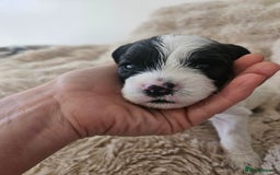 Mixed Breed dogs for sale: Cavapoo/Shihpoo mix - Image 22