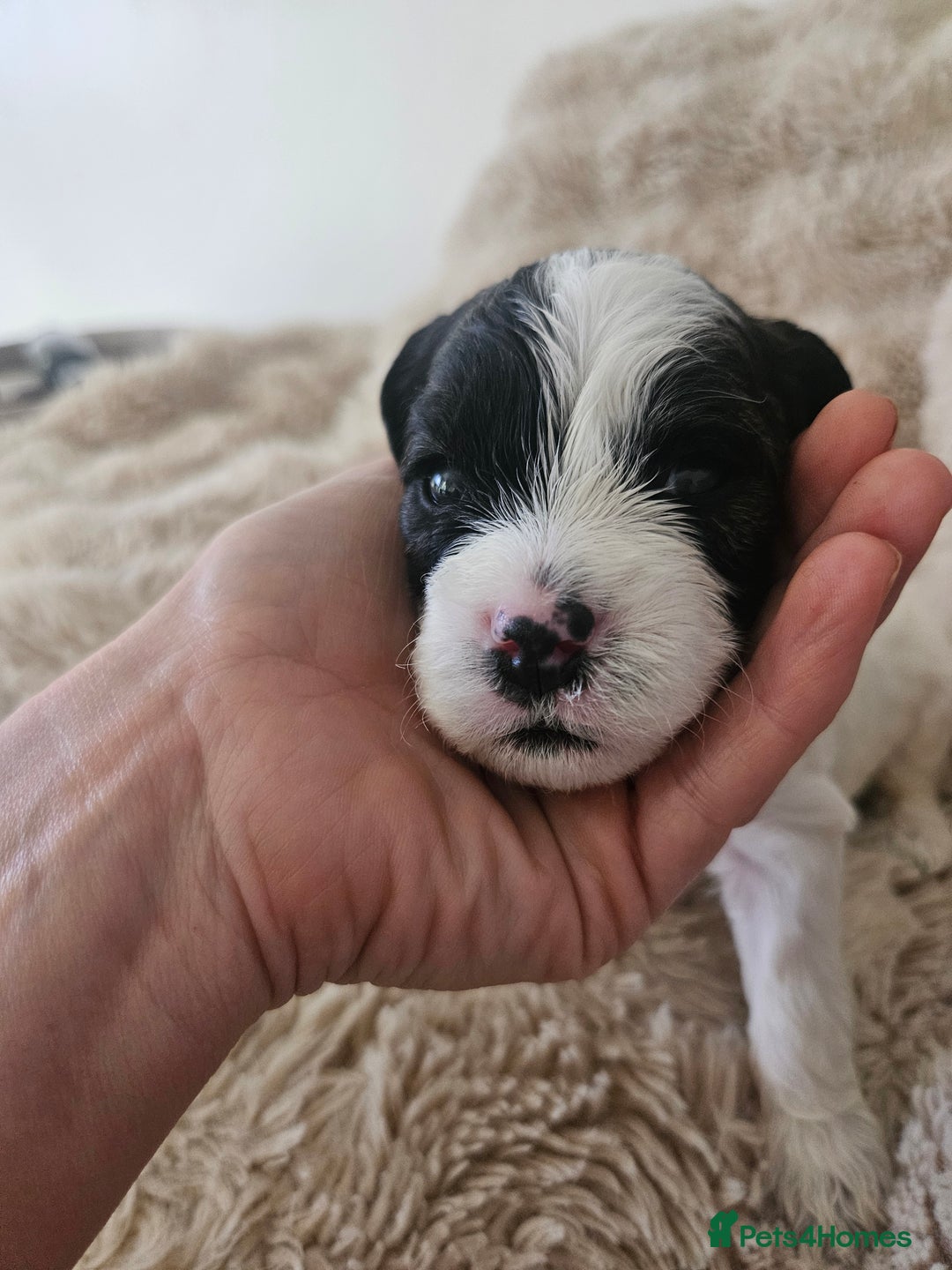 Mixed Breed dogs for sale: Cavapoo/Shihpoo mix - Image 22