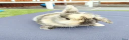 Mini Lop rabbits for sale: Mini Lop Bunnies - Advert 4