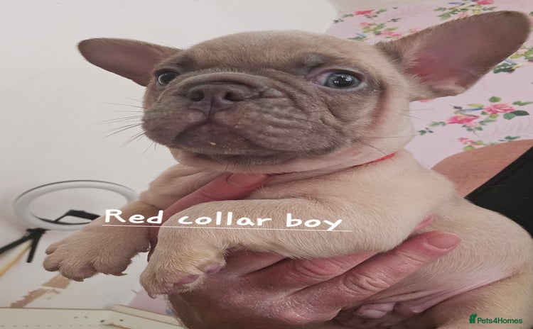 French Bulldog dogs - Advert 9