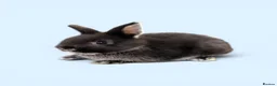 Netherland Dwarf rabbits for sale: STUNNING TAME PUREBRED NETHERLAND DWARFS - Advert 3