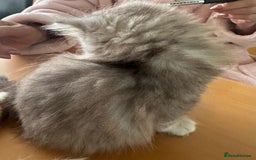 Persian cats for sale: Two multicoloured Persian females - Image 23