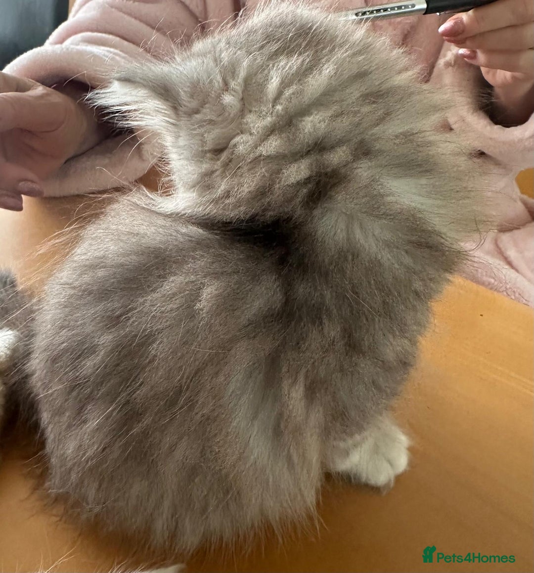 Persian cats for sale: Two multicoloured Persian females - Image 23