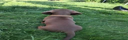 Dachshund dogs for sale: Beautiful Dachshund Puppies in Edinburgh - Advert 15