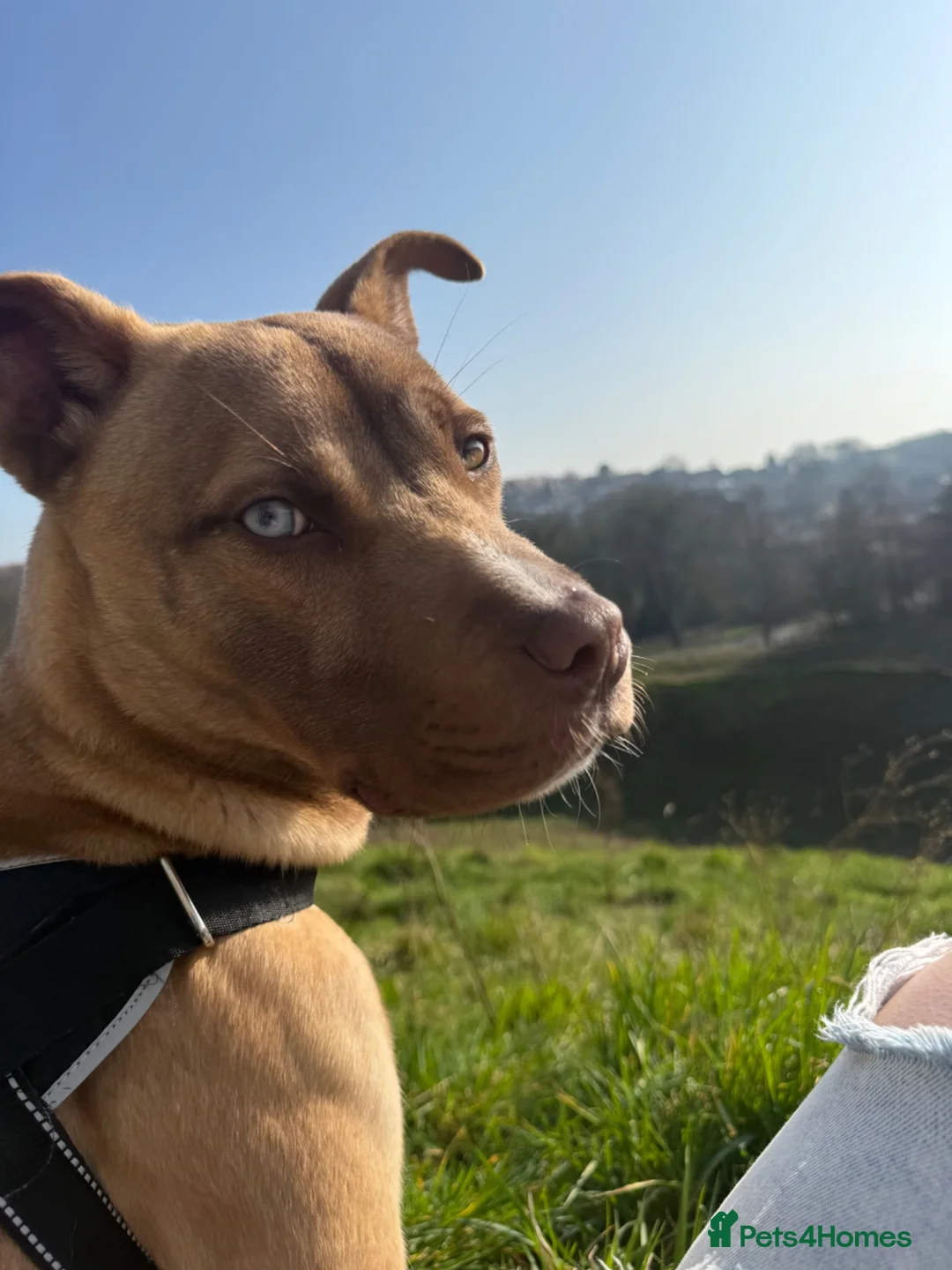 Mixed Breed dogs for sale: Beautiful medium puppy  in Doncaster - Advert 6
