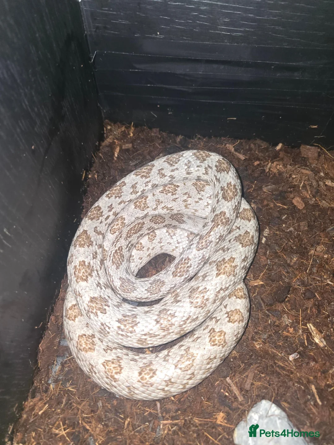 Corn Snake reptiles for sale: 1.0 Hypo Shatter - "rare" Corn Snake & vivarium - Advert 1