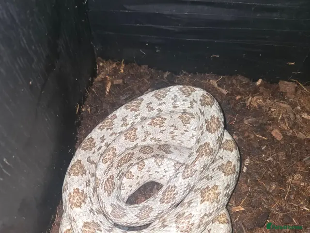 Corn Snake reptiles for sale: 1.0 Hypo Shatter - "rare" Corn Snake & vivarium - Advert 1
