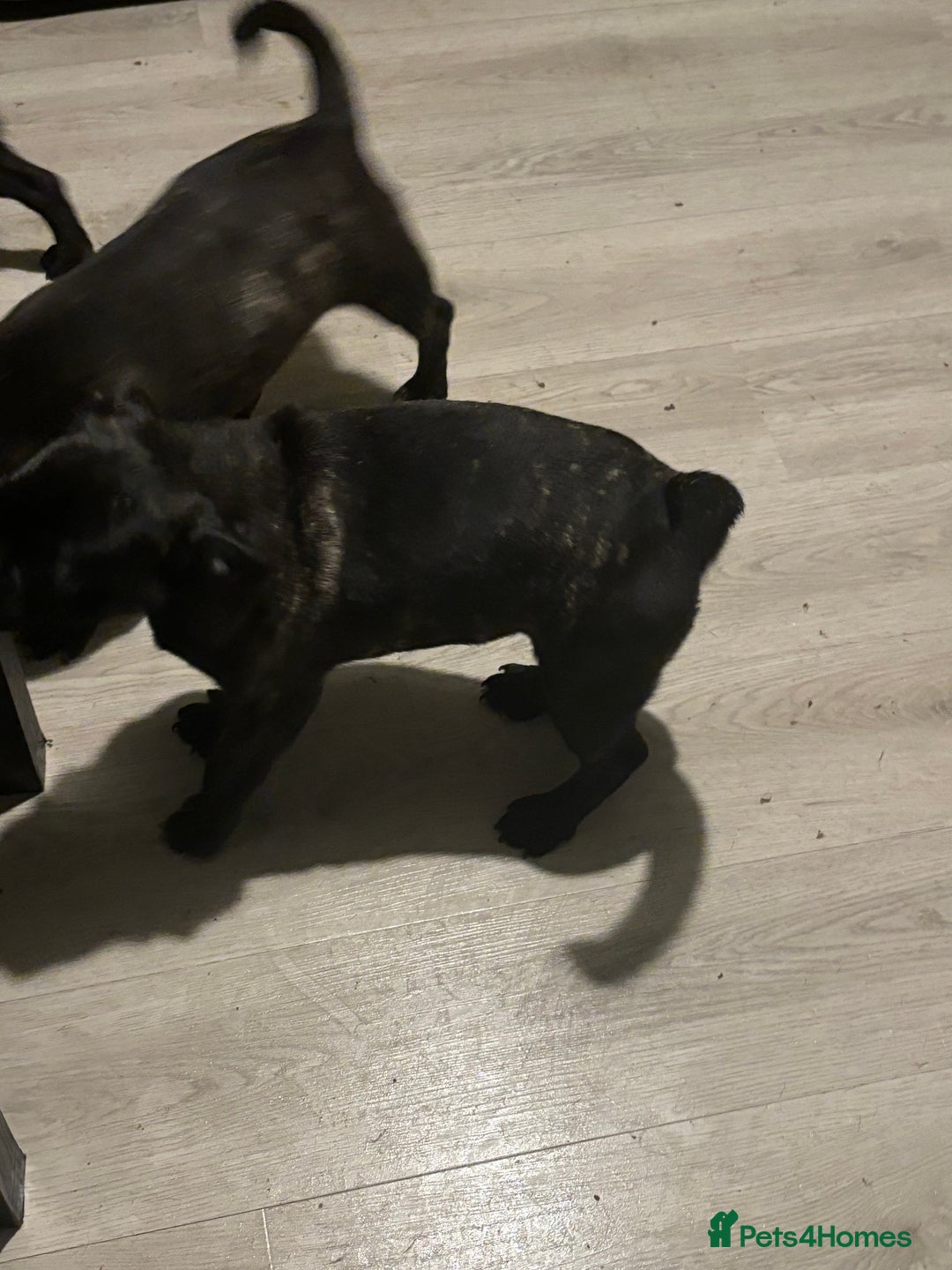 Frug dogs for sale: 2 Male Frugs left. Available now! - Advert 26