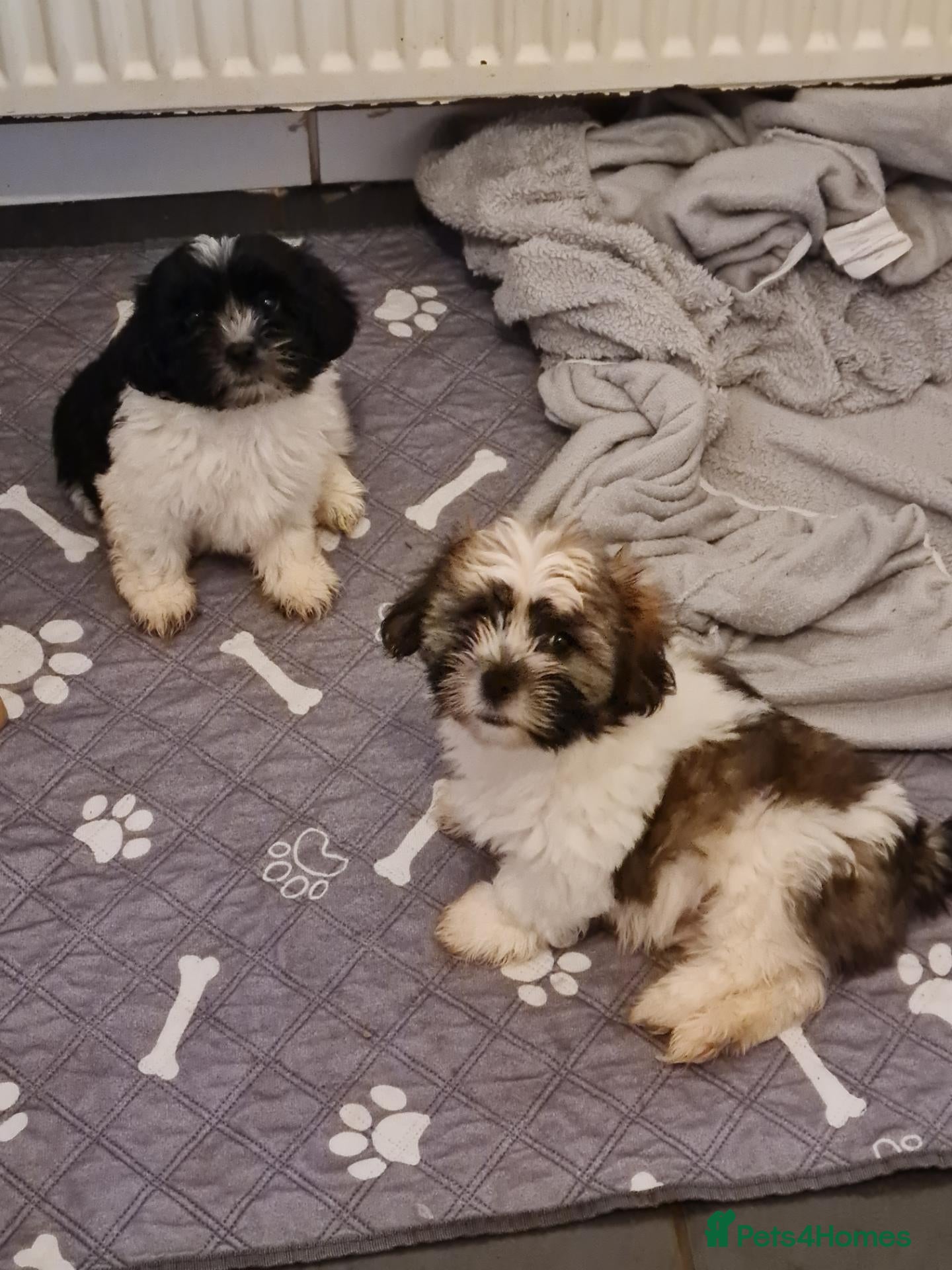 Mixed Breed dogs Shizu-tibetan terrier  - Advert 1
