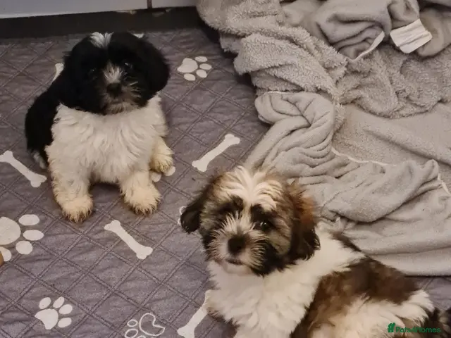 Mixed Breed dogs for sale: Shizu-tibetan terrier - Advert 1