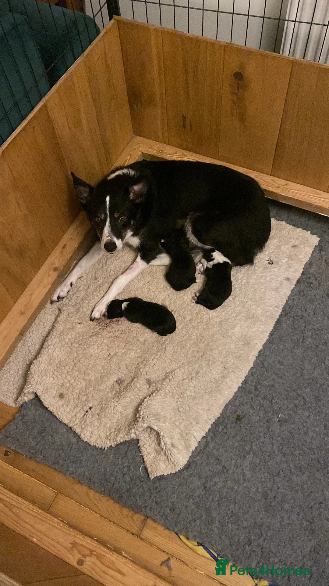 Border Collie dogs for sale: 🐾 Border Collie Puppies for Sale 🐾   in Hook - Advert 12