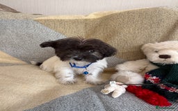 Shih Tzu dogs for sale: Shih tzu puppy’s  - Image 6