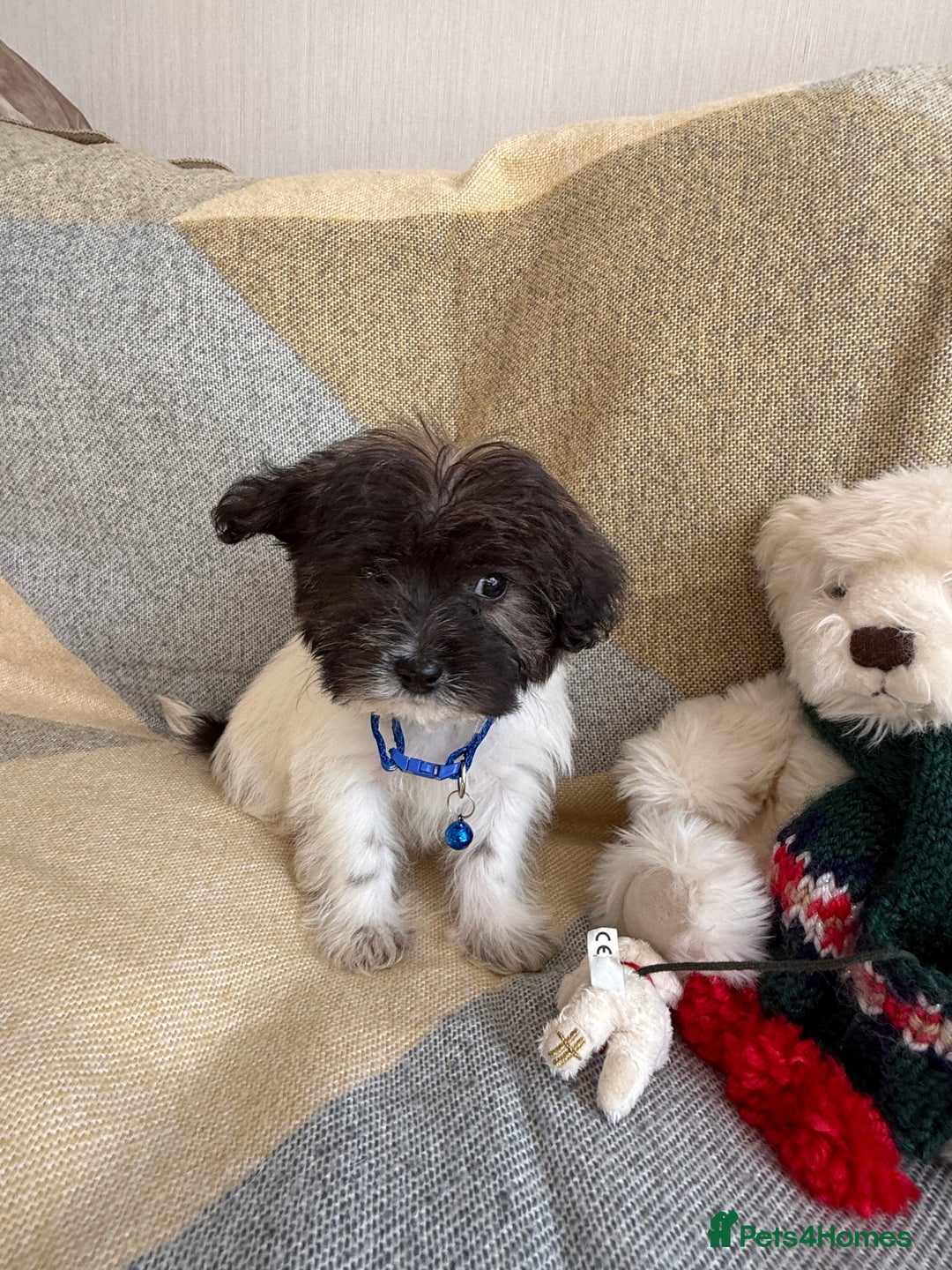 Shih Tzu dogs for sale: Shih tzu puppy’s  - Image 6