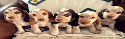Cocker Spaniel dogs for stud: Health Tested Chocolate Sable Roan Show Type  - Advert 2