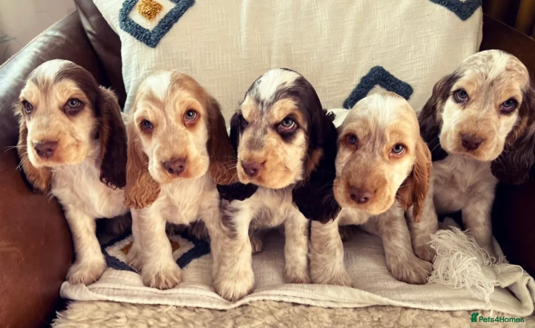 Cocker Spaniel dogs for stud: Health Tested Chocolate Sable Roan Show Type  - Advert 2