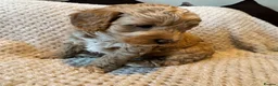 Cavapoo dogs for sale: 1 APRICOT BOY LEFT Beautiful F1B Cavapoo Puppies  - Advert 15