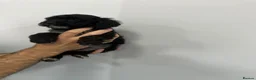 Cockapoo dogs for sale: ⭐️ BEAUTIFUL F1 TOY COCKAPOOS ⭐️ - Advert 15