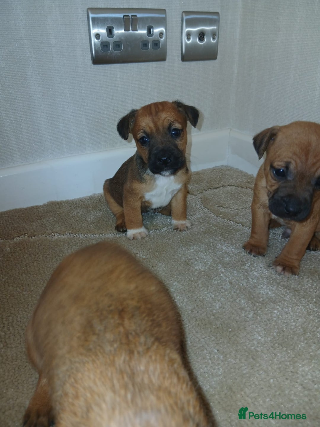 Border Terrier dogs for sale: Stunning border terrier puppies  - Advert 1