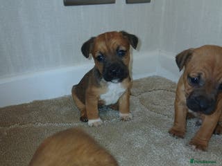 Border Terrier dogs Stunning border terrier puppies - Advert 4