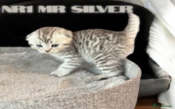 Scottish Fold cats for sale: 5 Full Pedigree Scottish Fold/Straight Kitens - Image 15