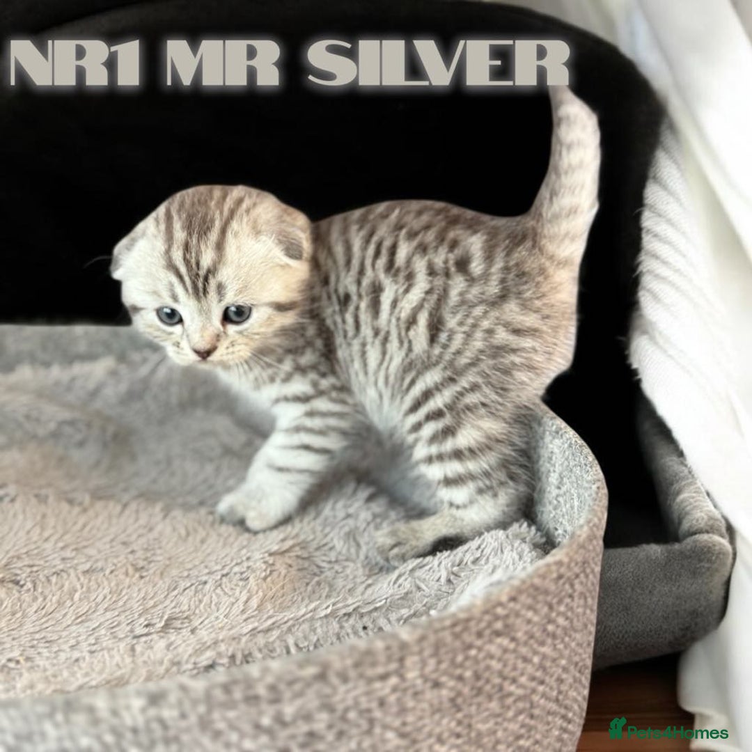 Scottish Fold cats for sale: 5 Full Pedigree Scottish Fold/Straight Kitens - Image 15