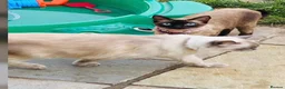 Ragdoll cats for sale: Beautiful coloured ragdolls kittens  in Romney Marsh - Advert 2