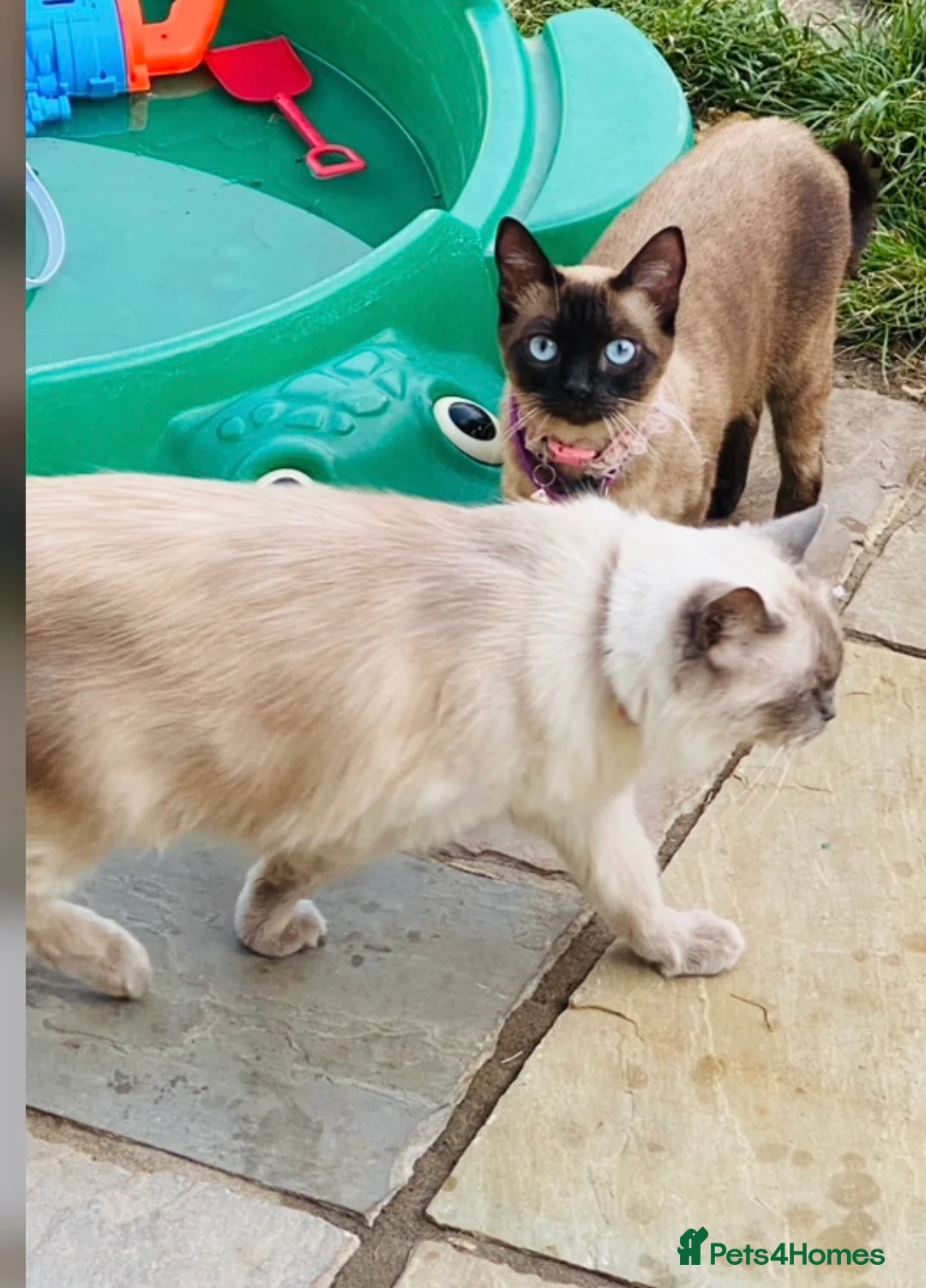 Ragdoll cats for sale: Beautiful coloured ragdolls kittens  in Romney Marsh - Advert 2