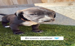 Jackapoo dogs for sale: Beautiful Jackapoo Puppies 🖤🖤🖤 - Image 9