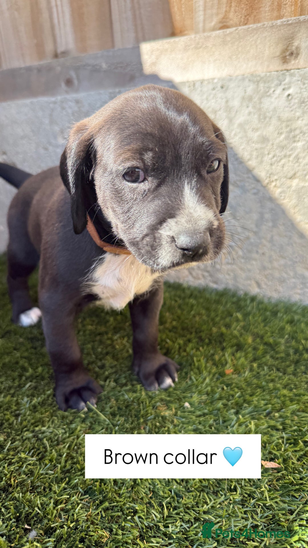 Jackapoo dogs for sale: Beautiful Jackapoo Puppies 🖤🖤🖤 - Image 9