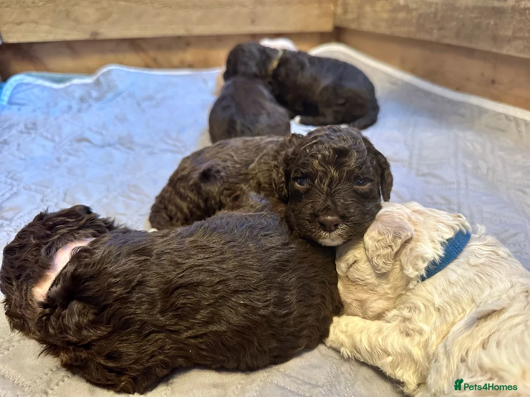 Lagotto Romagnolo dogs for sale: Lagotto Romagnolo Puppies  - Advert 24