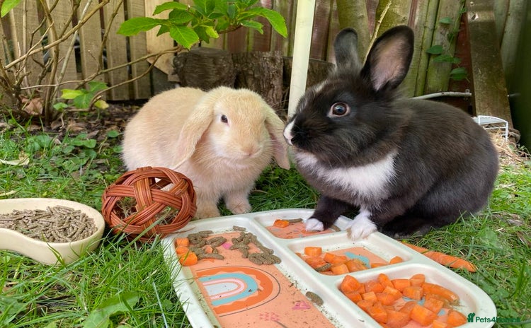 Mini Lop rabbits - Advert 14