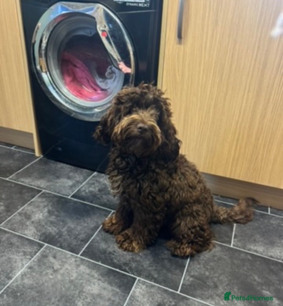 Cockapoo dogs for sale: One year old cockapoo looking for loving home  - Advert 2