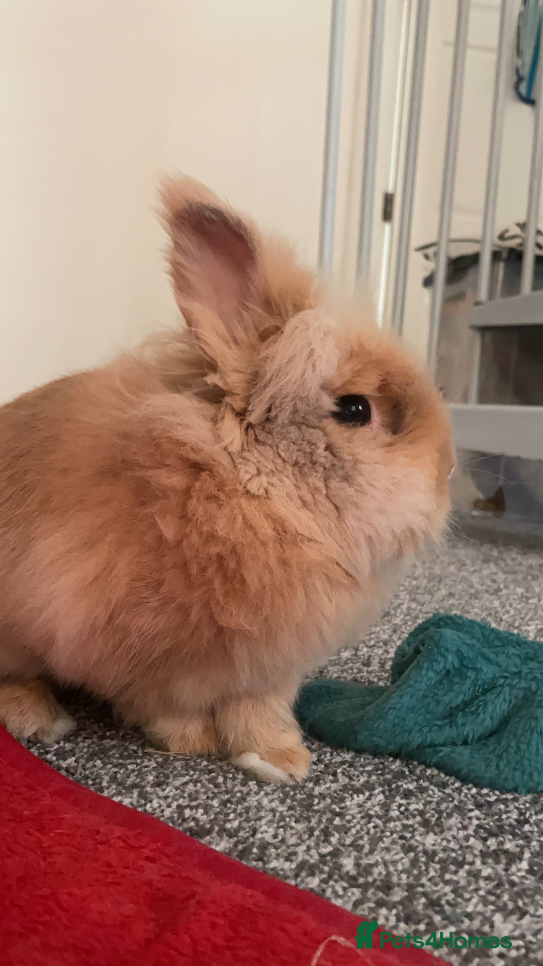 Lionhead rabbits for sale: Scrappy - Advert 5
