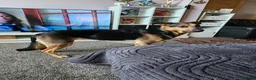 German Shepherd dogs for sale: Female gsd and pocket bully for sale  in Mansfield - Advert 14