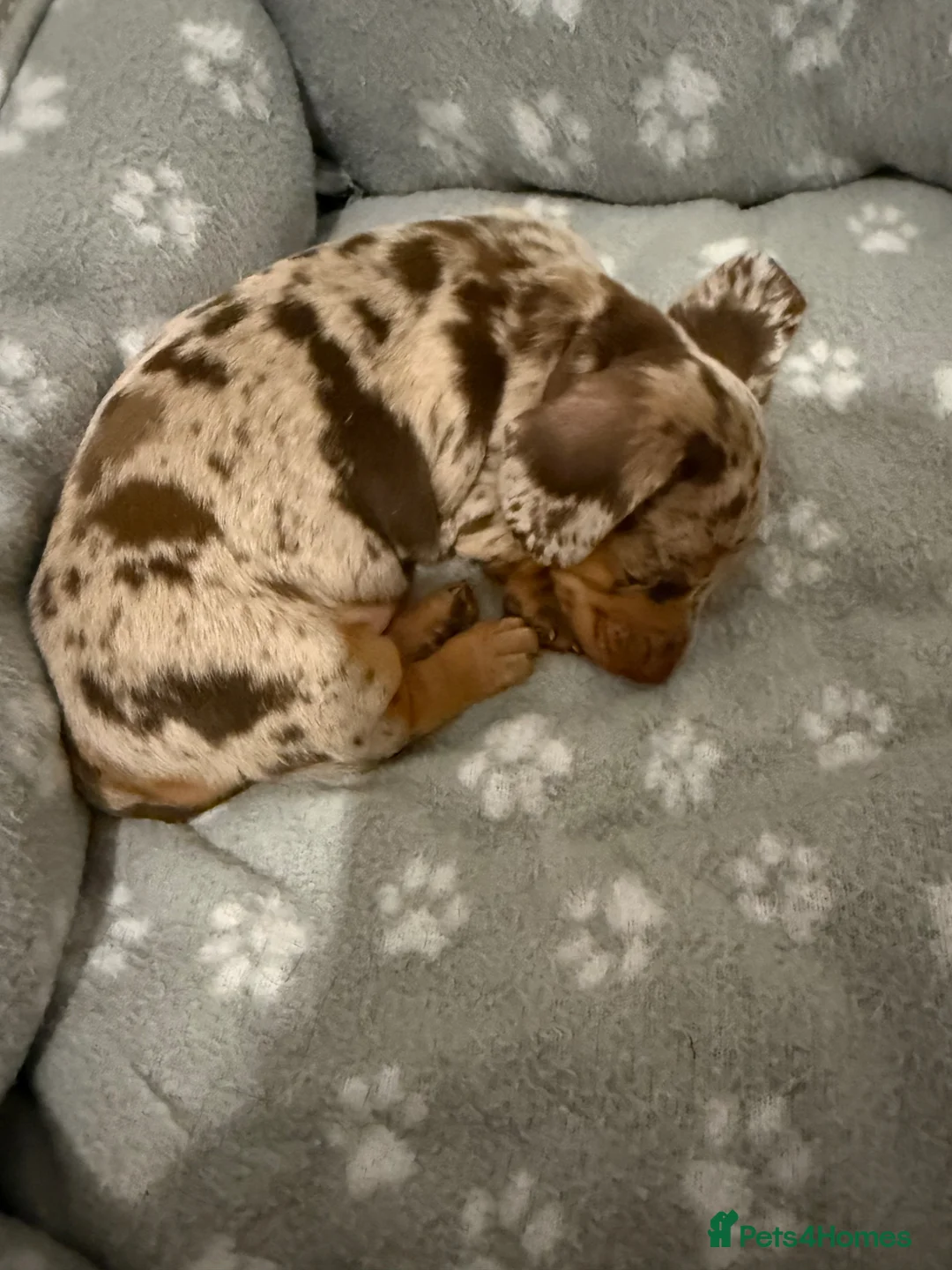 Miniature Dachshund dogs for sale: Beautiful Dapple Mini Dachshund  - Advert 8