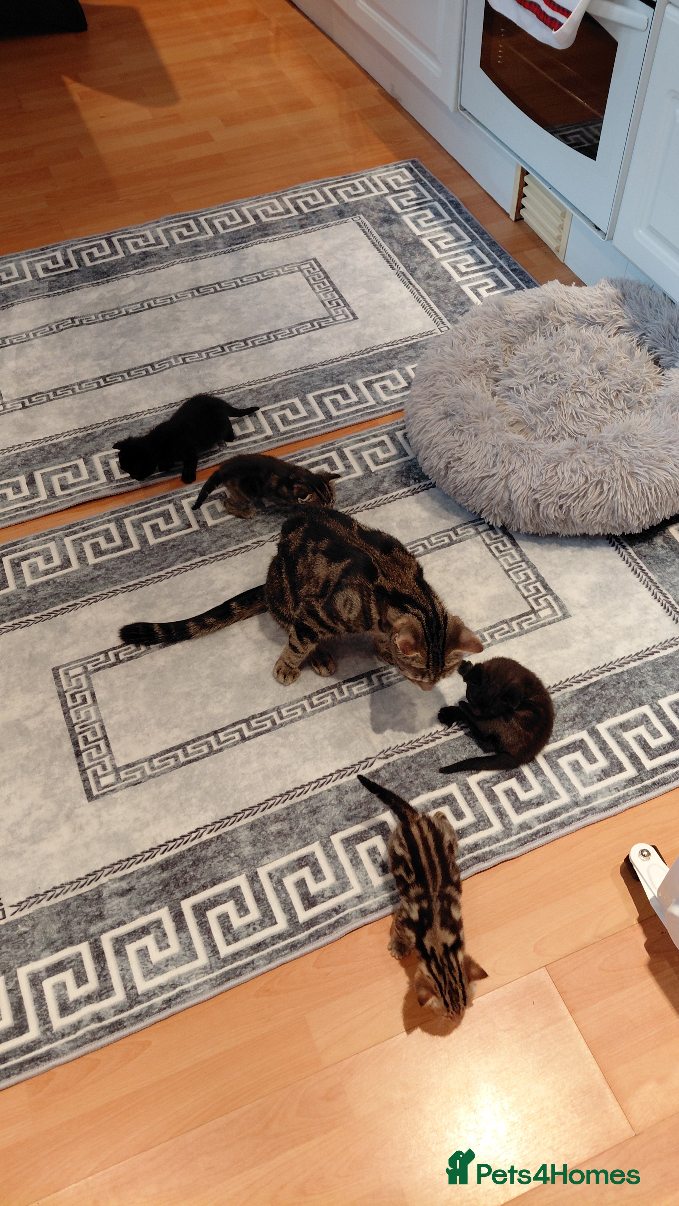 Mixed Breed cats Little cat - Advert 1