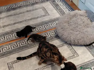 Mixed Breed cats Little cat - Advert 1