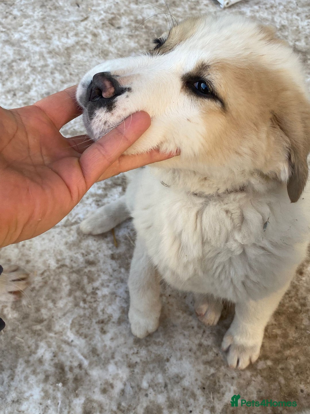 Central Asian Shepherd dogs for sale: Last one boy and girl central Asian shepherd pups - Advert 5