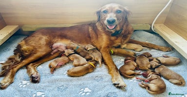 Golden Retriever dogs - Advert 3
