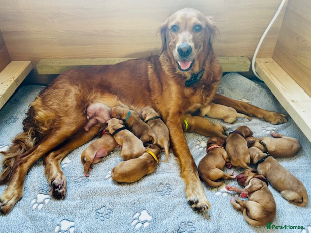 Golden Retriever dogs for sale: 🌟Gorgeous Golden Retriever Puppies🌟 - Image 3