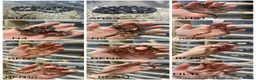 Corn Snake reptiles for sale: !! Wide range of baby Cornsnakes for sale !! - Advert 1