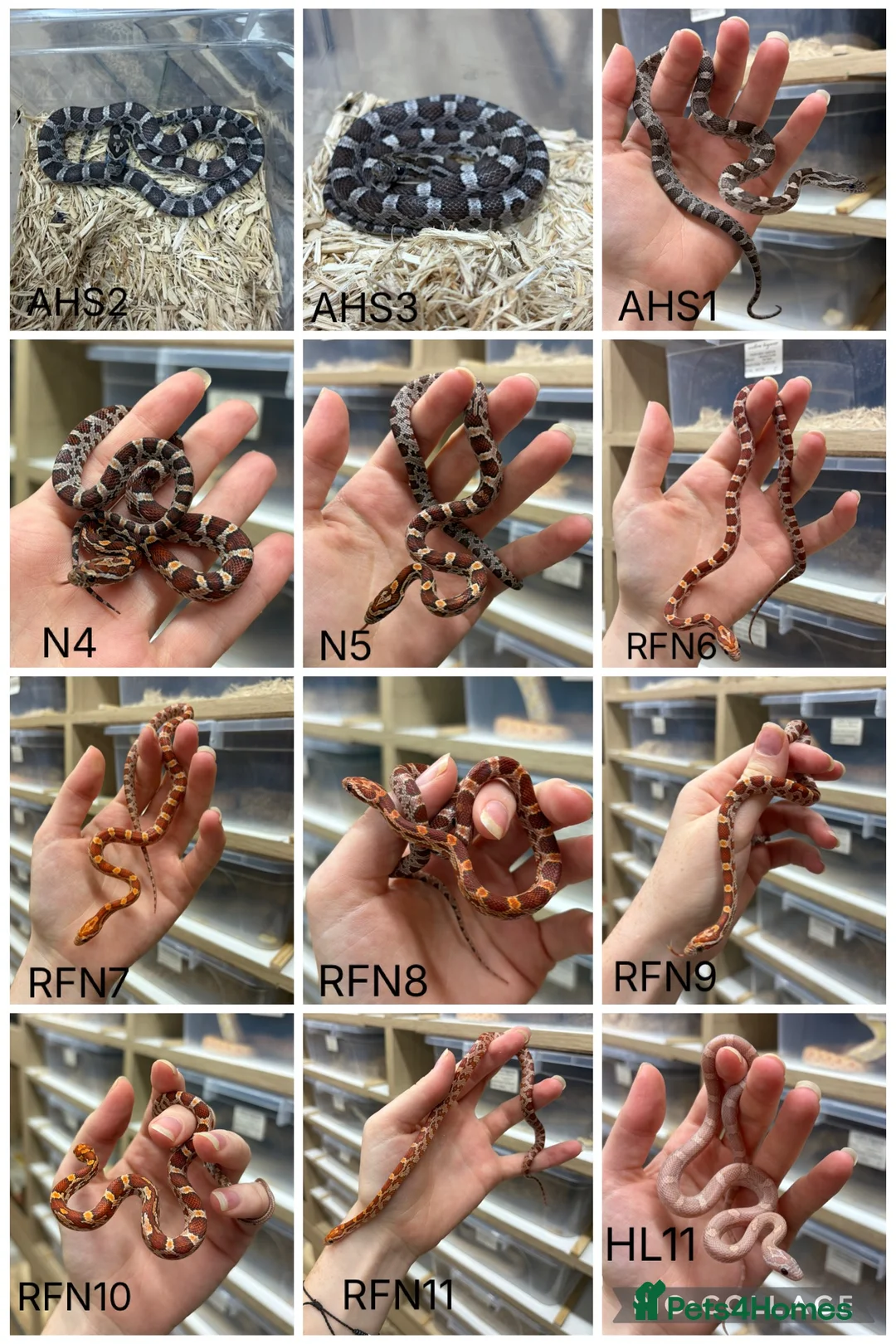 Corn Snake reptiles for sale: !! Wide range of baby Cornsnakes for sale !! - Advert 1