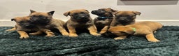 Mixed Breed dogs for sale: Gorgeous GSD X Belgian Malinois Pups Available - Advert 1