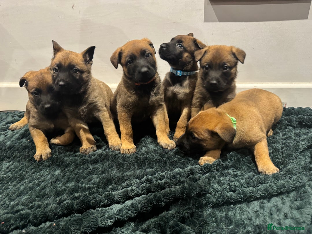 Mixed Breed dogs for sale: Gorgeous GSD X Belgian Malinois Pups Available - Advert 1