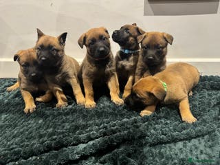 Mixed Breed dogs Gorgeous GSD X Belgian Malinois Pups Available - Advert 12